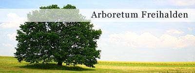 Arboretum